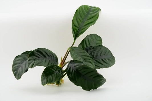 Anubias barteri 'Coffeifolia' Kaffeeblatt-Anubias Rhizom (submers)