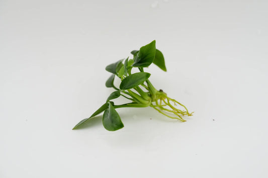 anubias nana Bonsai Rhizom mit Wurzeln