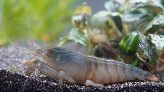 Blaue Monsterfächergarnele (atya gabonensis)auf dunklen Bodengrund