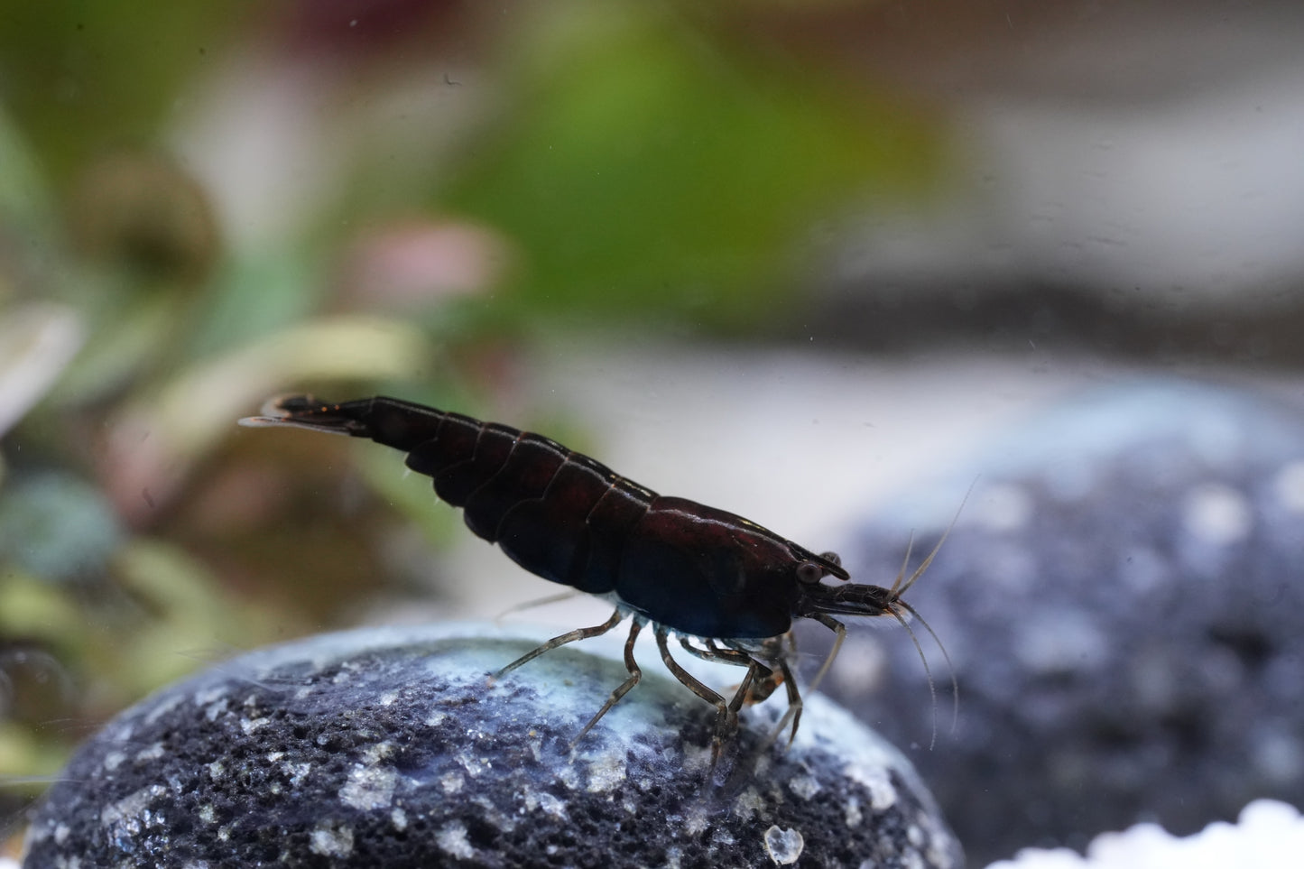 Black Sakura Zwerggarnele (Neocaridina davidi) – Tiefschwarze Eleganz für dein Aquarium