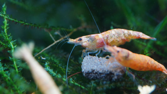 neocaridina-koi sunburst in rot und orange die einen Garnelenstick fressen