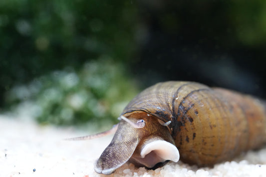 Langnasenschnecke (stenomelania torulosa) nahaufnahme vom Gesicht im aquarium