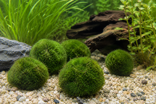 Mosskugel linnaei im Süßwasseraquarium auf Kiesboden vor einer Mangrovenwurzel