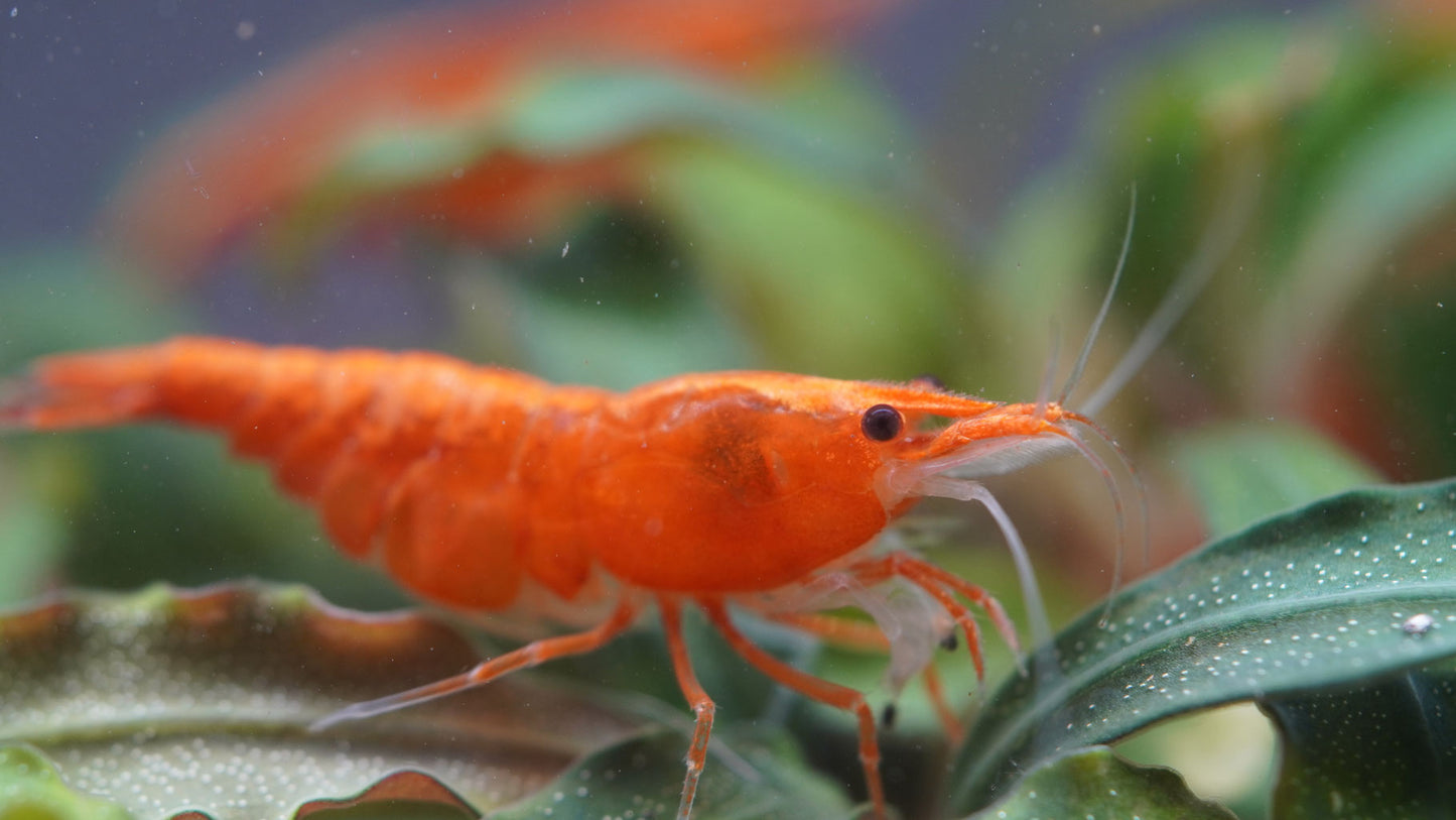 Neocaridina orangene Zwerggarnele die auf einer Wasserpflanze sitzt und Algen frisst