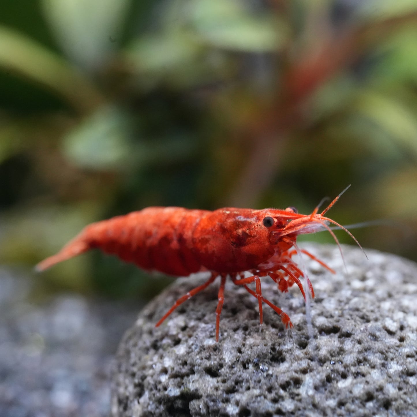 Red Sakura Zwerggarnelen auf einem Lavastein im Aquarium als Makroaufnahme