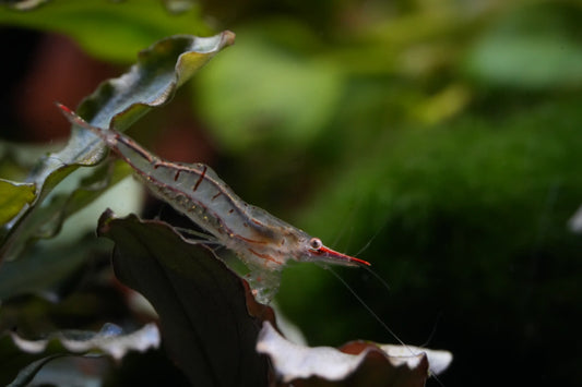 Rote Nashorngarnele (Caridina gracilirostris)