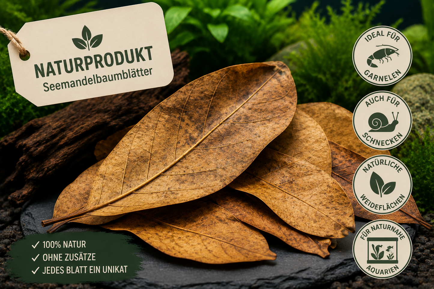 Naturprodukt Seemandelbaumblätter