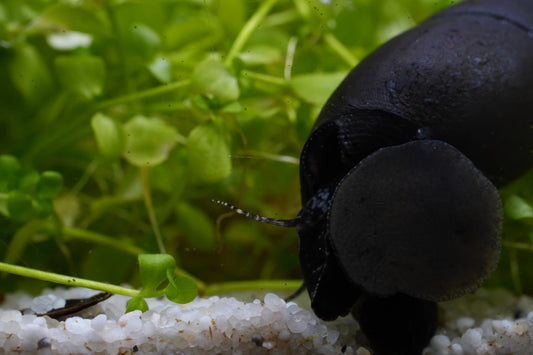 Nahaufnahme Faunus Ater Teufelsdornschnecke im Aquarium auf weißen Bodengrund und grüner Pflanze