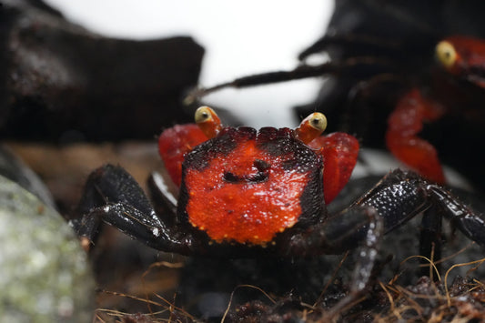Red Devil Vampirkrabbe (geosesarma) im Terrarium von oben fotografiert