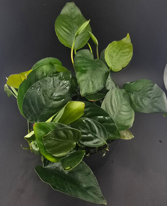 Wasserpflanze anubias barteri mutterpflante im 9 cm großen topf