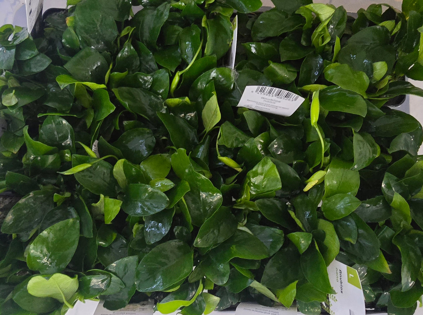 anubias nana Mutterpflanze im 9m großen topf für süßwasser Aquarien