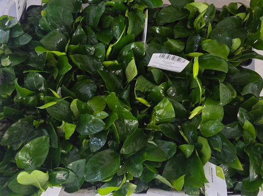 anubias nana Mutterpflanze im 9m großen topf für süßwasser Aquarien