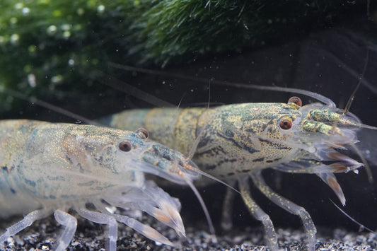 Zwei Zwergfächergarnelen im Aquarium auf dunklen Bodengrund