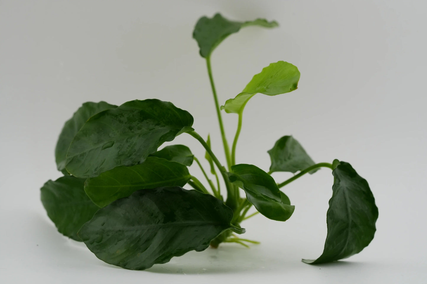 Anubias barteri var. nana 'Paxing' Paxing-Anubias Rhizom (submers)