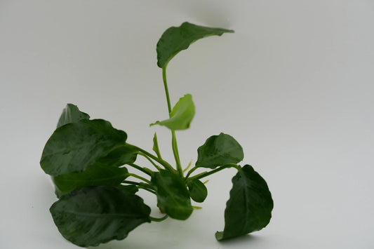 Anubias Barteri seitenansicht Produktfoto