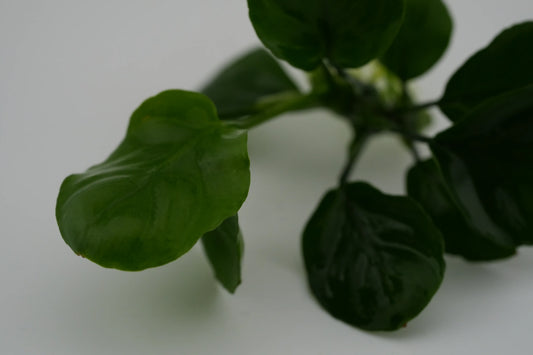 Anubias coin Nahaufnahme vom Blatt