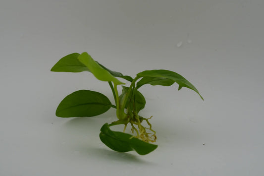 Anubias nana gold Rhizom mit Wurzeln