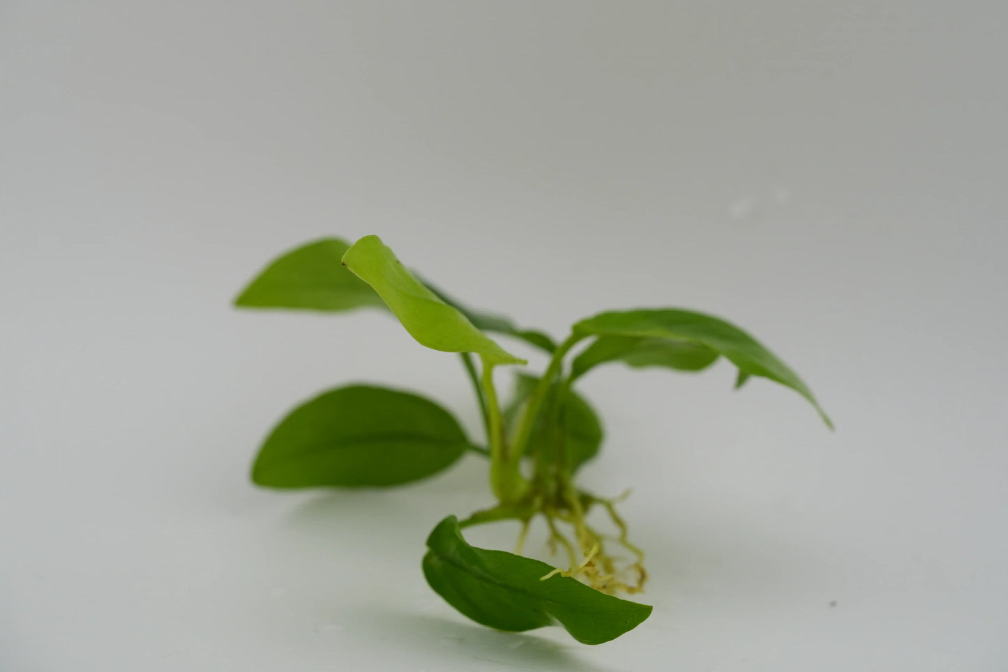 Anubias barteri var. nana 'Gold' Gold-Anubias Rhizom (submers)