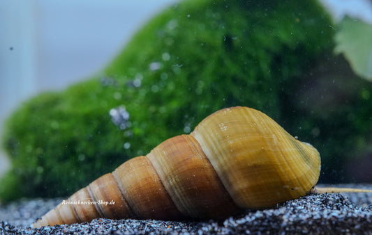 Brotia Hercules (Herkules Schnecke) mit braun grünen Gehäuse
