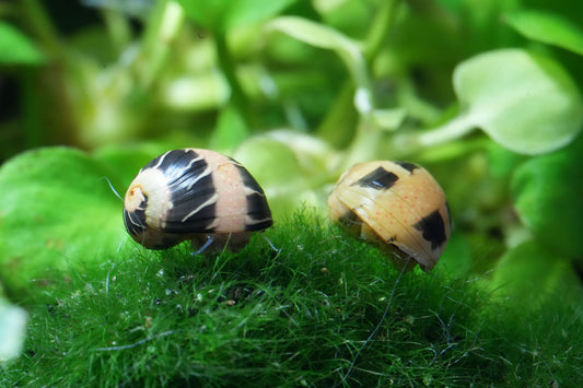 Wasserschnecke clithon geweihschnecke fancy track auf einem Moosball