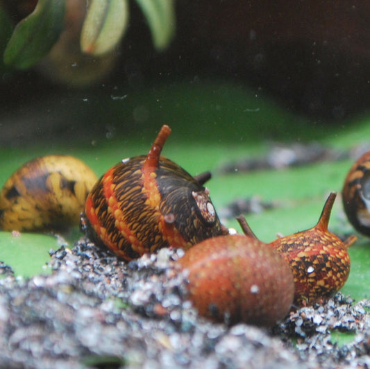 Bunte Geweihschnecken (clithon) in den Farben rot und gelb im bepflanzten Aquarium