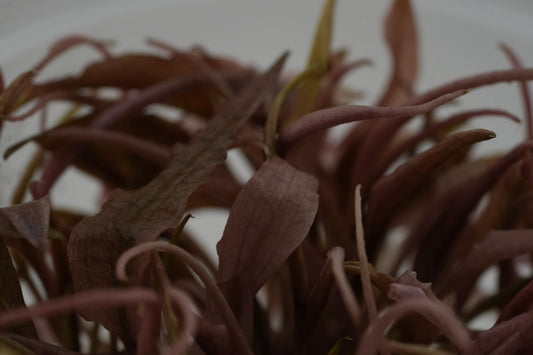 Nahaufnahme cryptocoryne Flamingo Invitro Pink Aquariumpflanze