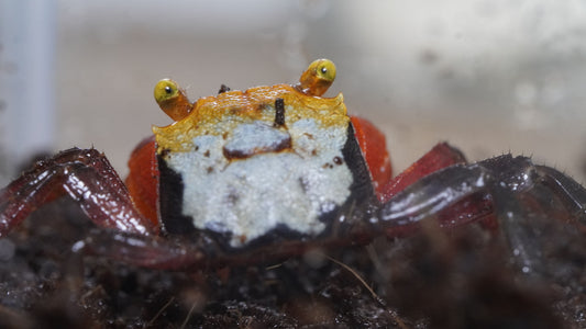 vampirkrabbe (geosesarma rouxi) auf dunklen Bodengrund