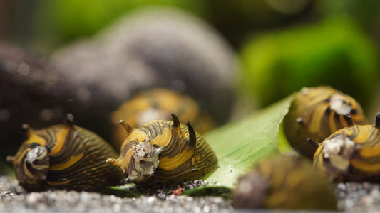 mehrere geweihschnecken (clithon sun) beim fressen im aquarium