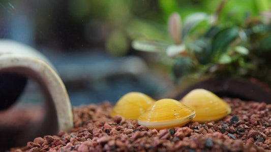 Goldene Körbchenmuschel im aquarium beim fressen