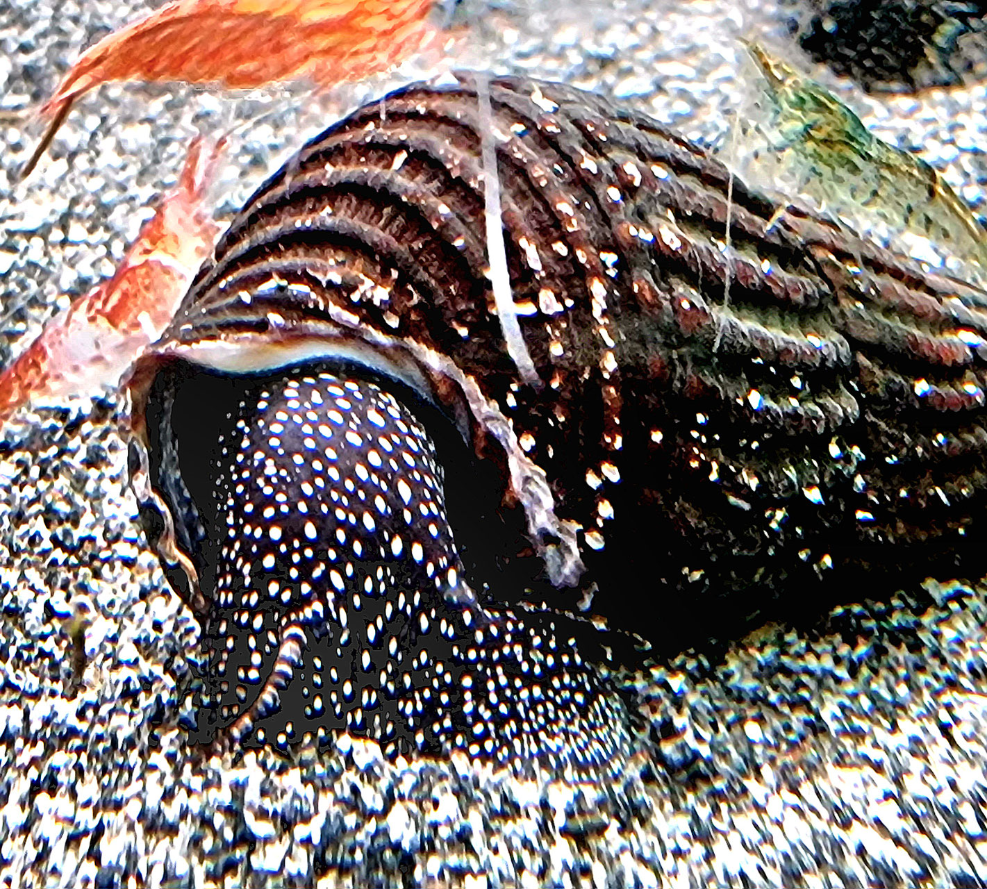Tylomelania weiße Perlhuhn patriarchales