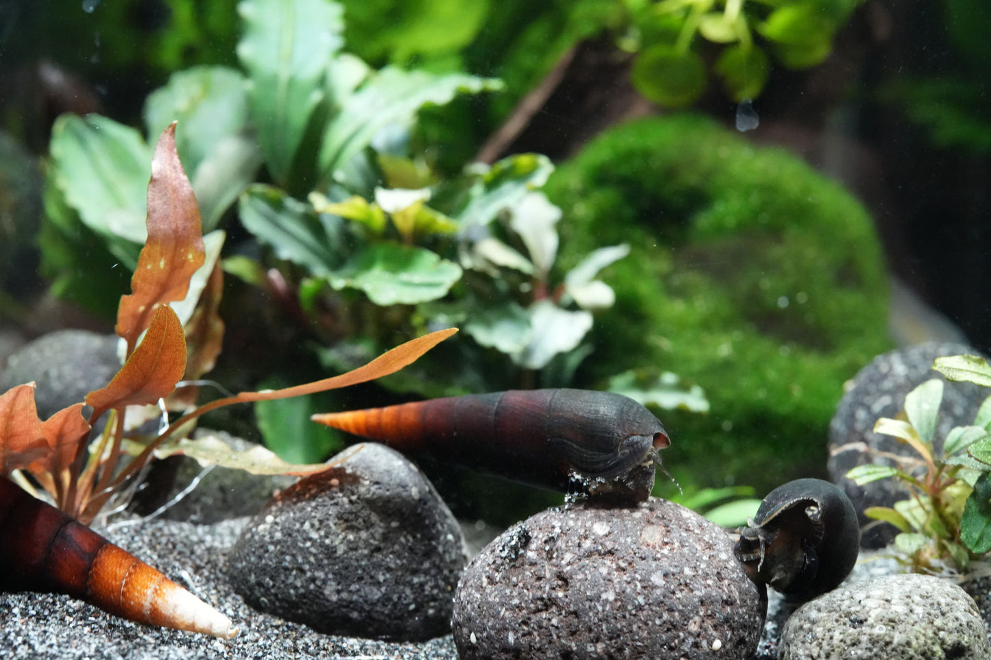 Cappuccino Schnecke - Faunus Ater