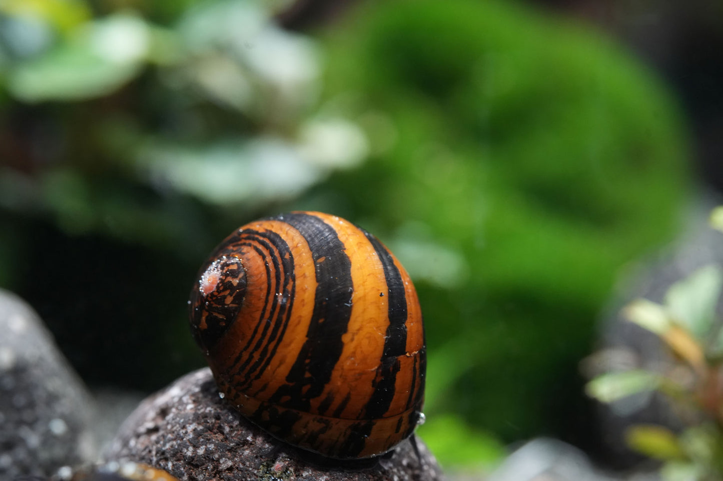 O-Ring Rennschnecke (Neritina Neritina SP)