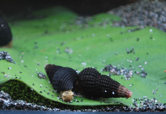 Tylomelania Mini Spec.