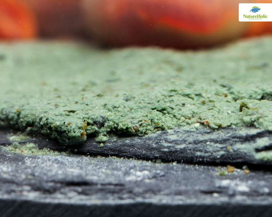 NatureHolic Snailfeed Pudding – Hauptfutter für Rennschnecken & Aquarienschnecken