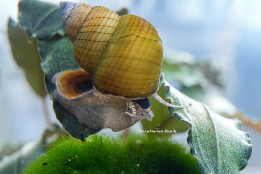 Filopaludina sp. Orange - goldene Sumpfdeckelschnecke