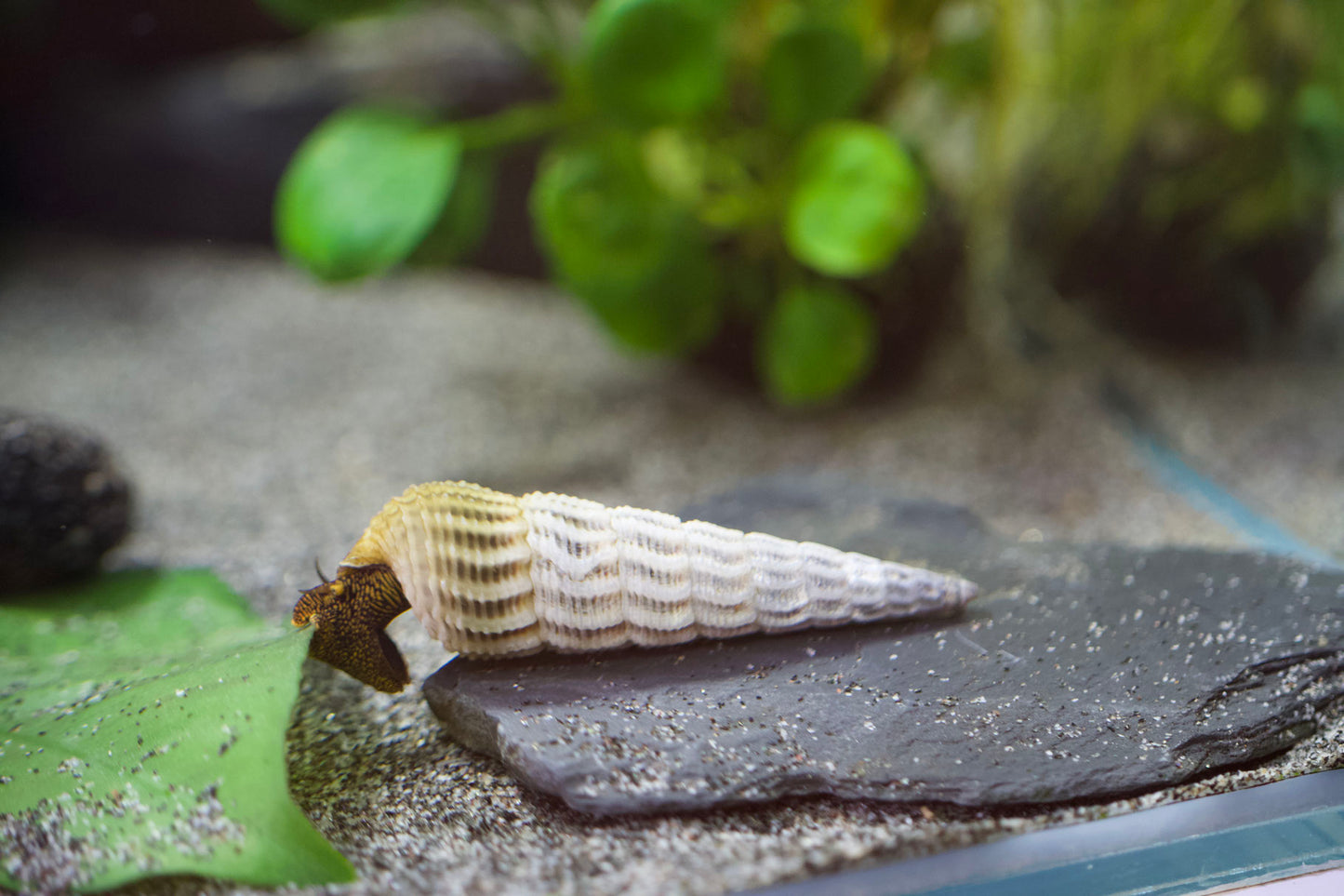 Tylomelania Himalaya marwotoae