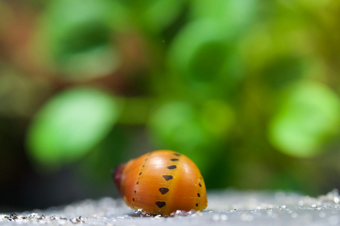 Orange track Rennschnecke (Neritina Vittina semiconica)