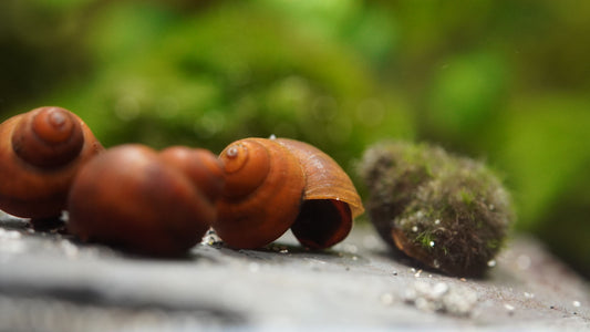 Blue Berry Snail (Notopala sp.)