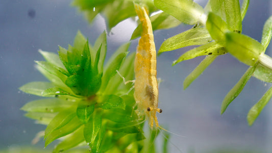 Zwerggarnele im süßwasser Aquarium neocaridina yellow fire neon stripe die auf einem Blatt sitz