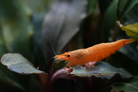 Zwerggarnele (neocaridina) Jinsha die auf einer Wasserpflanze Bucephalandra im Aquarium sitzt