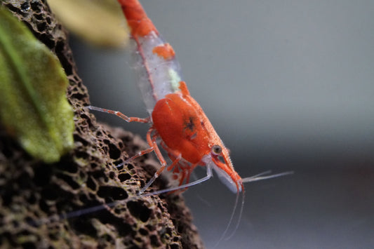 neocaridina red rili rot weiße zwerggarnele die im süßwasser aquarium auf einem Lavastein sitzt