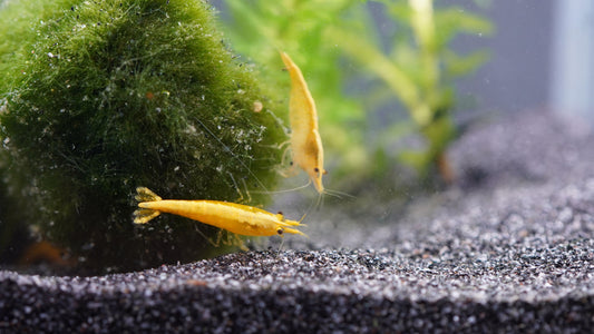 gelbe zwerggarnele neocaridina yellow fire neon stripe die auf einer Mooskugel im süßwasser Aquarium sitz