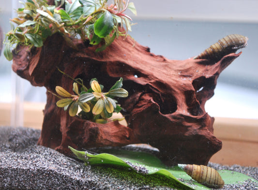 spiky turmdeckelschnecken auf einer Wurzel im aquarium