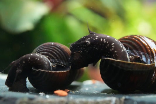 Tylomelania Wasserschnecke die in die Kamera guckt