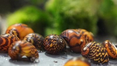 Rennschnecken gegen Algen – Helfen sie wirklich?