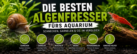 Die besten Algenfresser fürs Aquarium – Schnecken, Garnelen & Co. im Vergleich