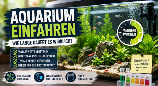 Aquarium einfahren – wie lange dauert es wirklich?