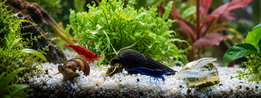 Wasserwerte für Garnelen und Schnecken – Der große Überblick