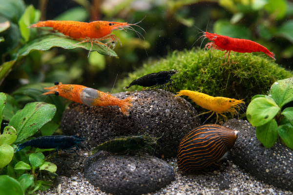 Neocaridina Garnelen richtig halten – Der große Einsteiger-Guide