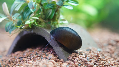 Rennschnecke oder Napfschnecke – Welche Schnecke passt besser in Dein Aquarium?